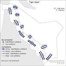 Tiger shark