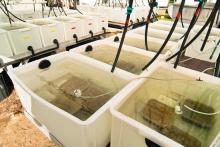 Water quality experiments on seagrasses