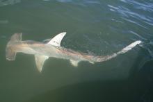Tagged Great Hammerhead