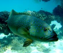 Bar-cheek coral trout