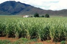 Sugar cane