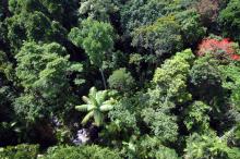 Rainforest canopy