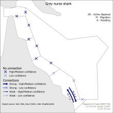 Grey nurse shark