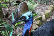 Cassowary