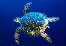 Hawksbill turtle