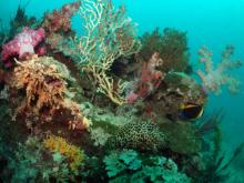 High diversity reef