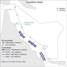 Humpback whales