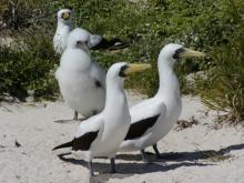 Masked Booby
