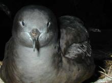 Wedge-tailed Shearwater