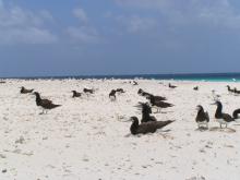Brown boobies