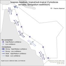 Seagrass meadows: tropical/sub-tropical (Cymodocea serrulata, Syringodium isoetifolium)