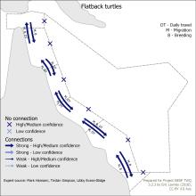 Flatback turtles