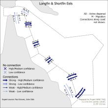 Longfin & Shortfin Eels