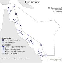Brown tiger prawn