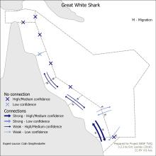 Great White Shark