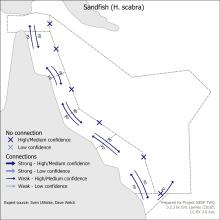 Sandfish (H. scabra)