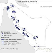 Black teatfish (H. whitmaei)