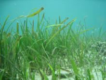 Mixed species seagrass meadow at Green Island.