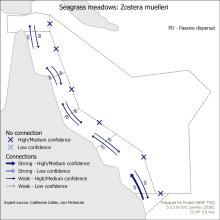 Seagrass meadows: Zostera muelleri