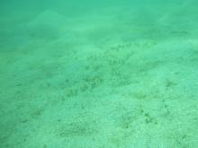 Deepwater Halophila meadow at Low Isles.