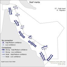 Reef manta