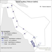 Saucer scallop (Ylistrum balloti)