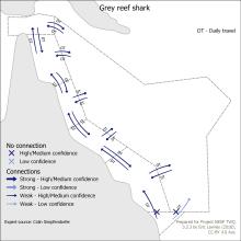 Grey reef shark