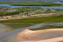 Young mangroves growing at mouth of Robinson River in Gulf of Carpentaria (Shore FID 7408, NESP TWQ 4.13) 