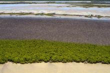 Mangrove dieback from 2015-2016 in the upper fringe (Shore FID 9796, NESP TWQ 4.13)