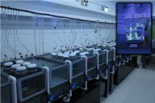 AIMS SEASIM Crown-of-Thorns Starfish (COTS) larvae experiment