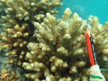 Acropora rosaria