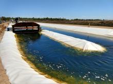 Algal treatment system for removing nutrients from wastewater runoff
