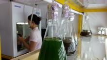 Microalgae cultures