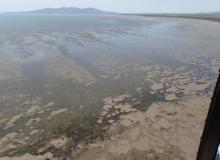 Areal photograph of seagrass meadows in the intertidal flats of Cleveland Bay