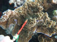 Montipora confusa