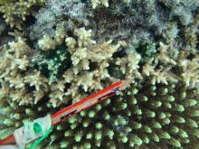 Cyphastrea decadia
