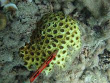 Acanthastrea faviaformis
