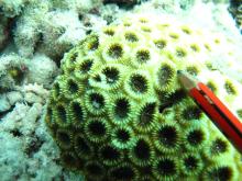 Acanthastrea faviaformis