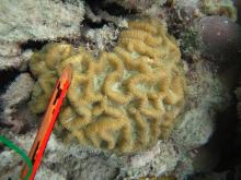 Goniastrea australensis