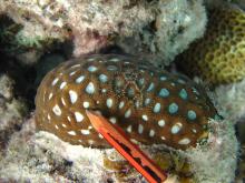 Favites complanata