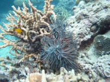 Echinopora horrida