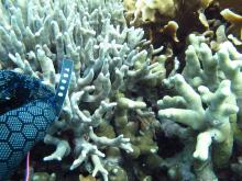 Porites cylindrica