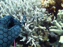 Porites cylindrica