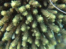 Acropora valida