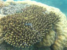 Acropora valida