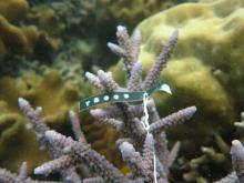 Acropora austera