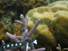 Acropora austera