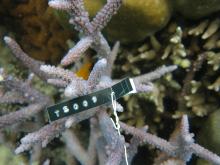 Acropora austera