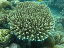 Acropora selago