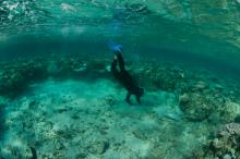 Collecting samples of sand during acute bleaching